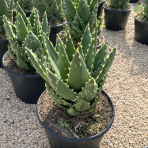 Aloe Mitriformis - výška 15-25 cm, kont. C5L